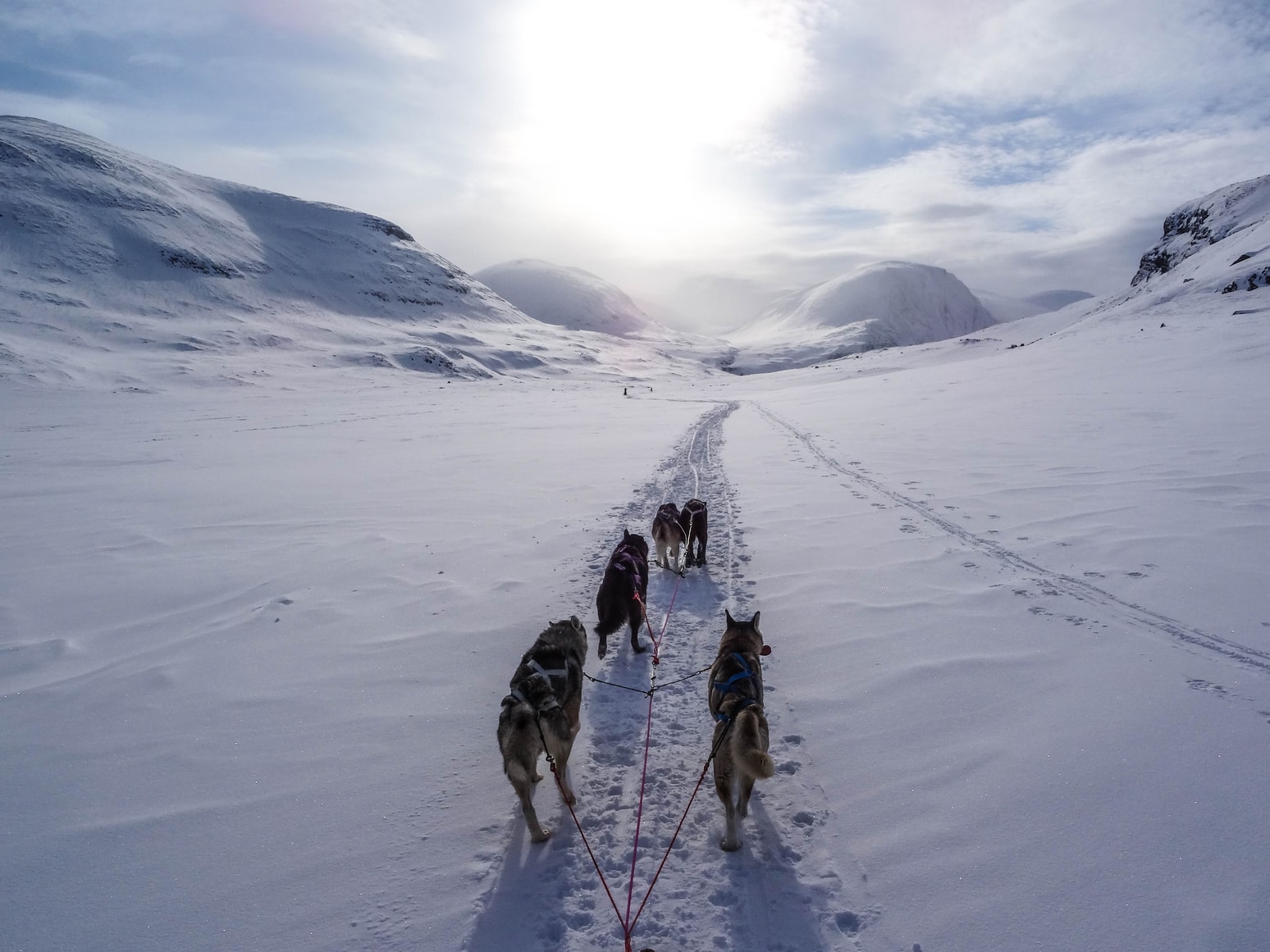 huskies_pulling_sled.jpg